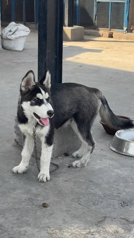 Siberian husky male available for sale 1