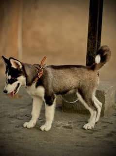 Siberian husky male available for sale