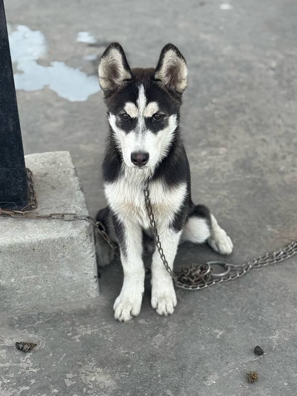 Siberian husky male available for sale 3