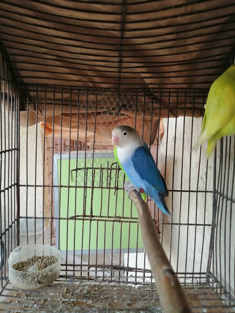 Lovebird and crust pairs for sale 03315669922 0