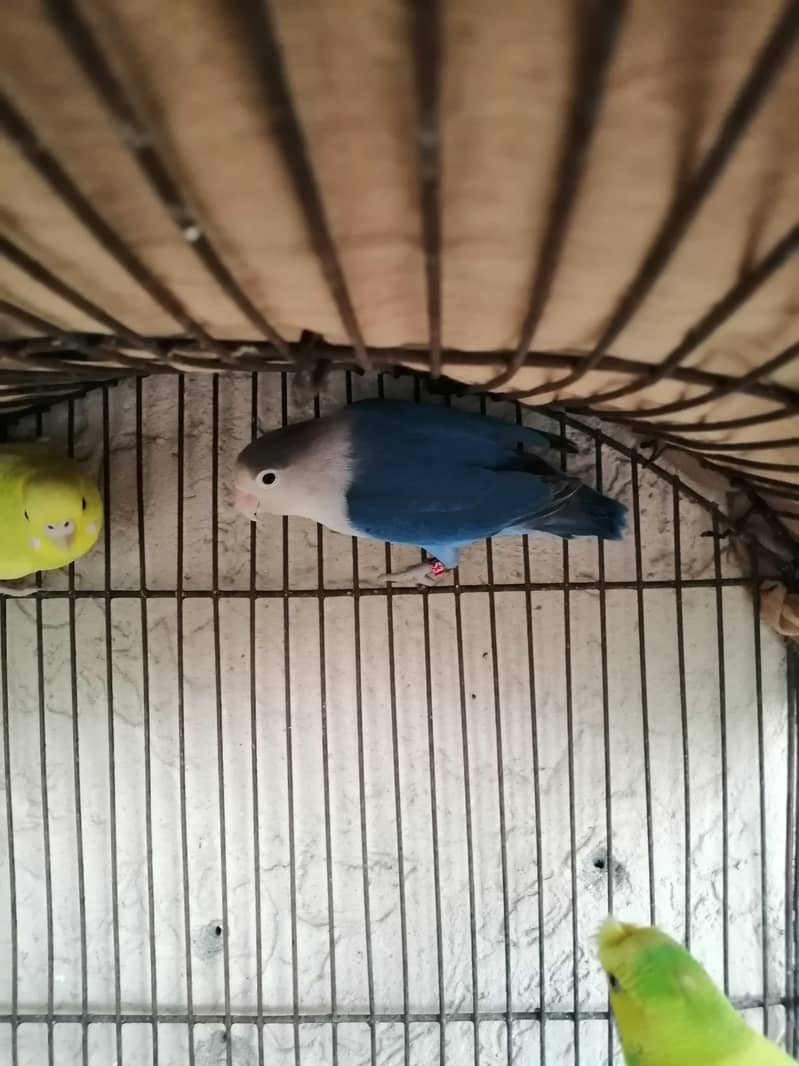 Lovebird and crust pairs for sale 03315669922 1