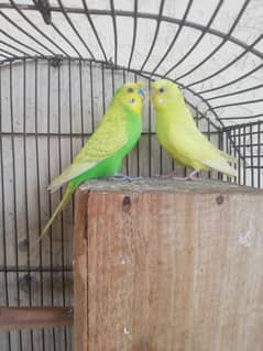 Lovebird and crust pairs for sale 03315669922