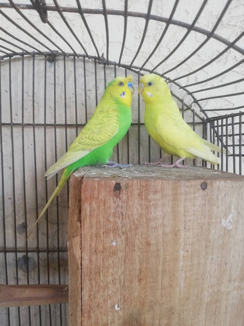 Lovebird and crust pairs for sale 03315669922 2