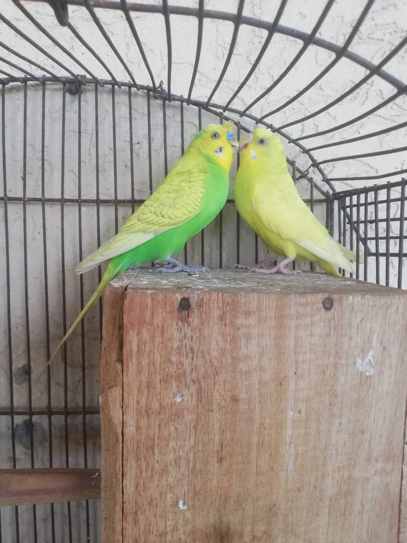 Lovebird and crust pairs for sale 03315669922 3