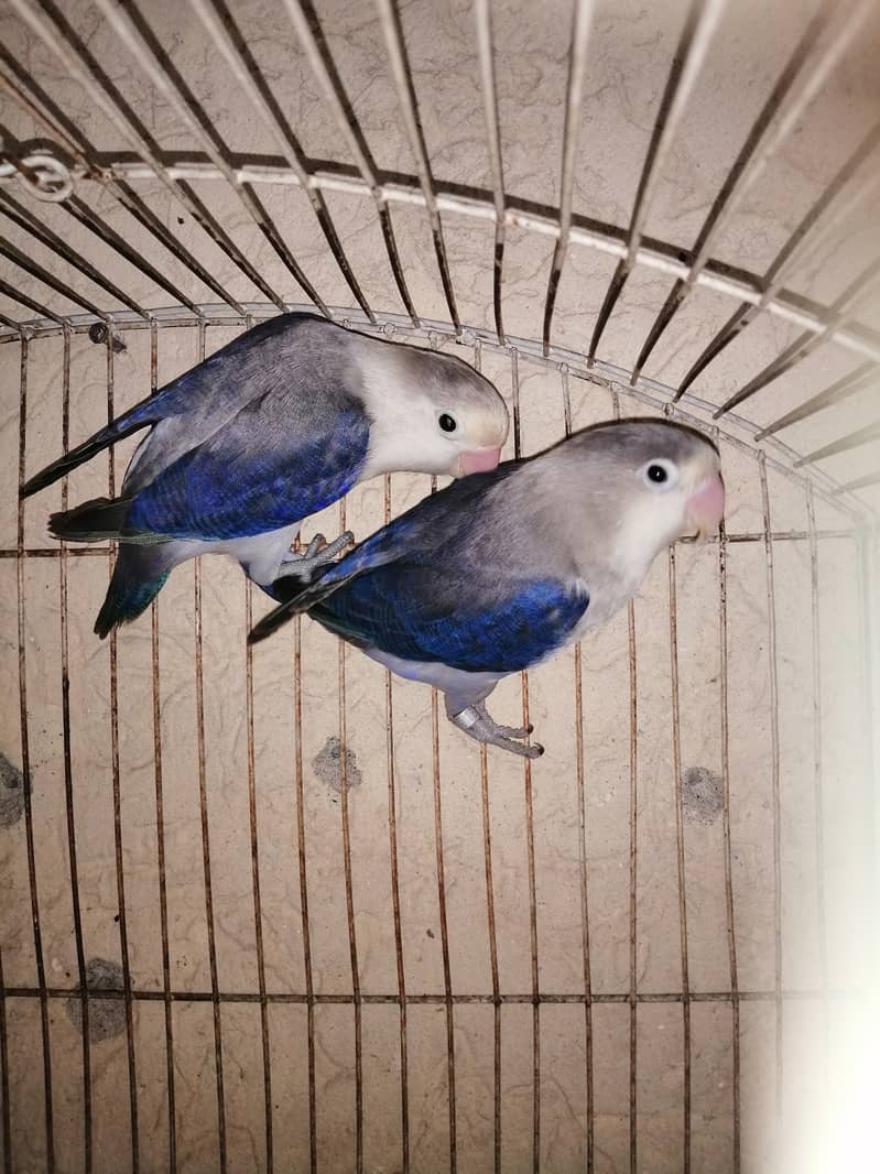 Lovebird and crust pairs for sale 03315669922 4