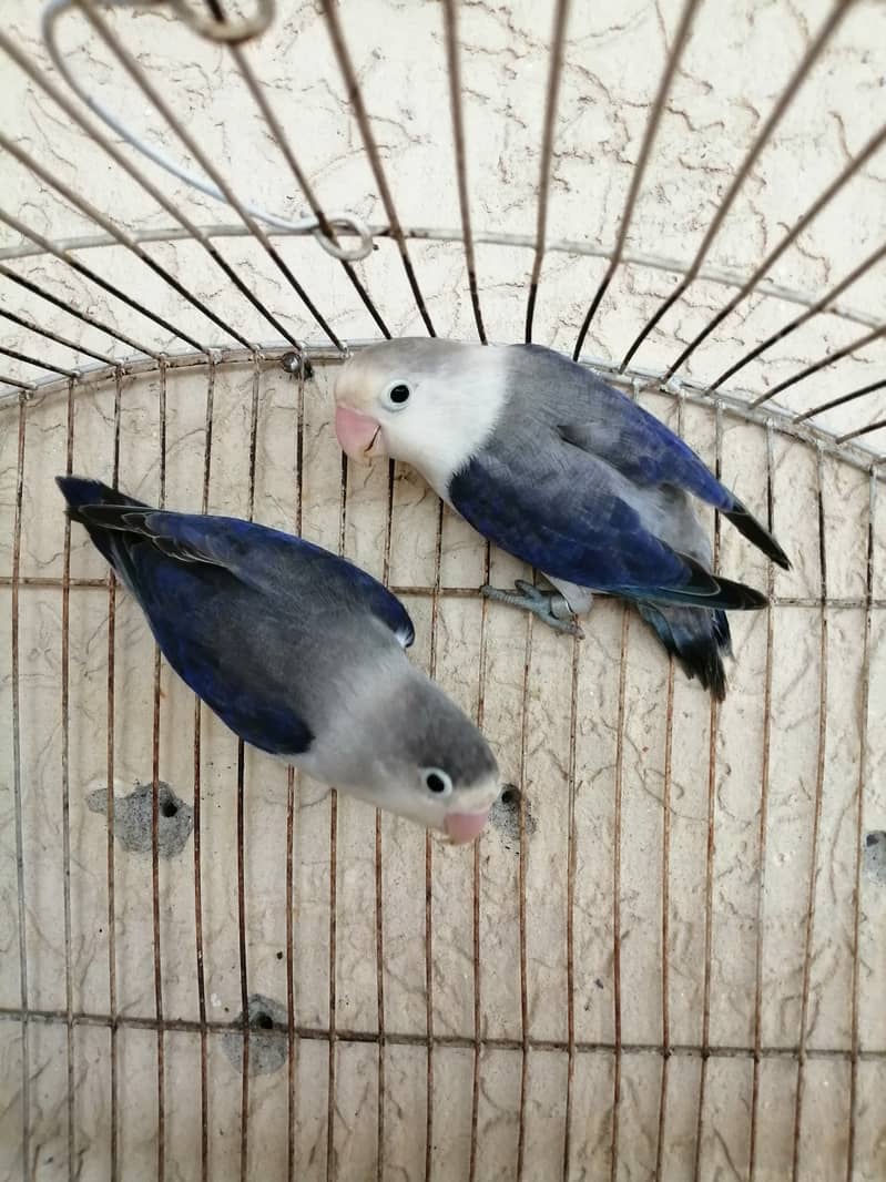 Lovebird and crust pairs for sale 03315669922 5