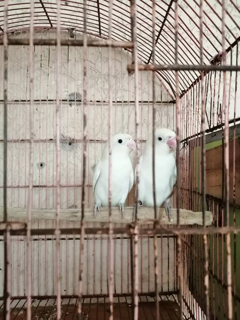 Lovebird and crust pairs for sale 03315669922 7