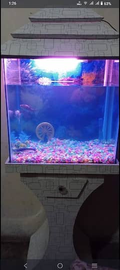 fish aquarium