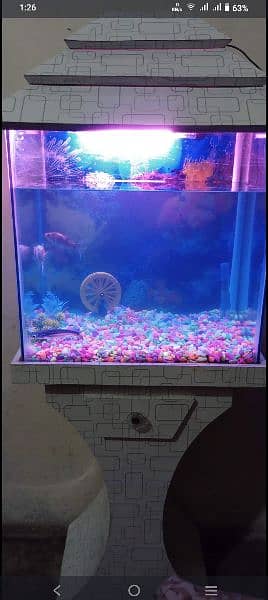 fish aquarium 0