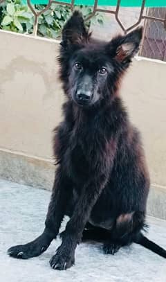 Pedigree Long Haired Female