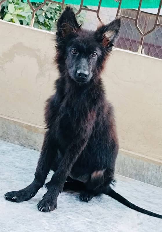 Pedigree Long Haired Female 1