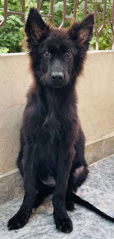 Pedigree Long Haired Female 4