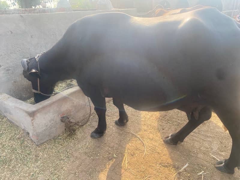 home bread buffalo for sale 2th sowa 3 months before 2