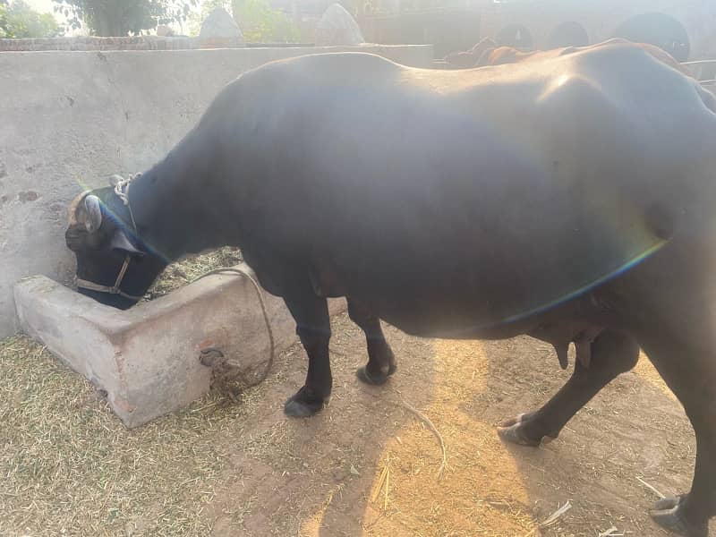 home bread buffalo for sale 2th sowa 3 months before 3