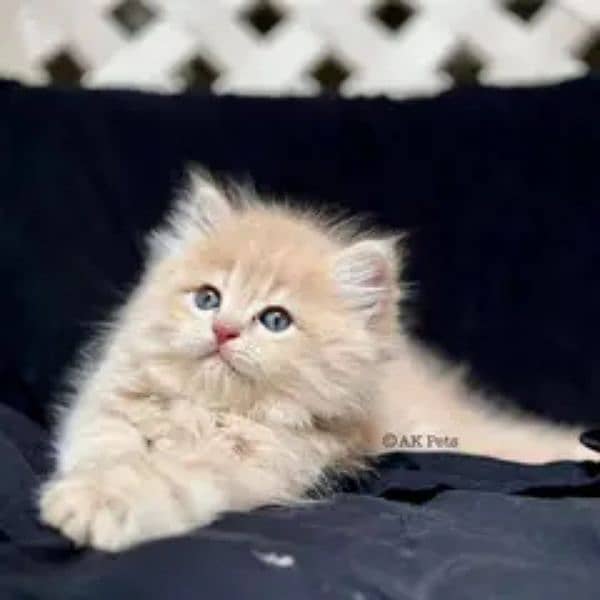 Persian kittens and cats available Whatsapp Number 03257190302 2