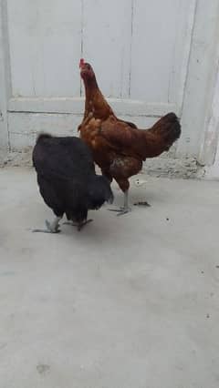 2 egg laying hens for sale. . . best for winters