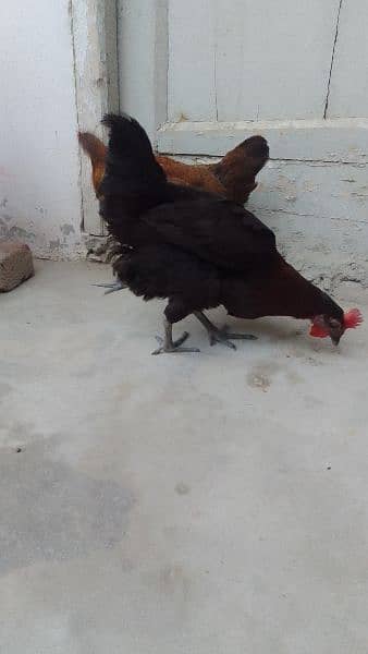 2 egg laying hens for sale. . . best for winters 1