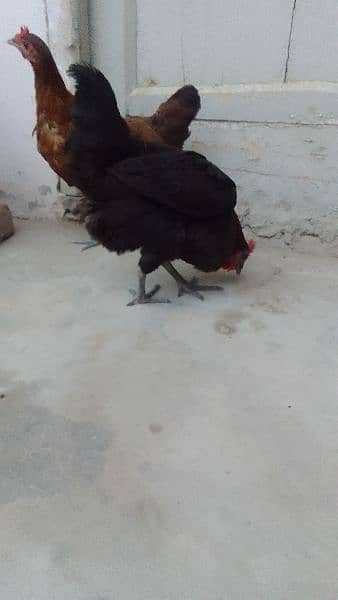 2 egg laying hens for sale. . . best for winters 2