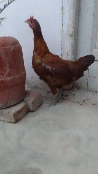 2 egg laying hens for sale. . . best for winters 3