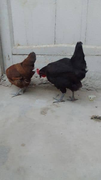 2 egg laying hens for sale. . . best for winters 4