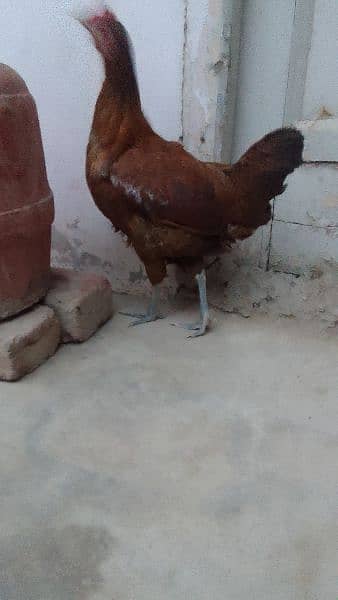 2 egg laying hens for sale. . . best for winters 5