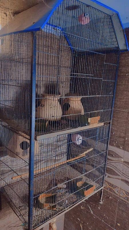 iron  cage 0