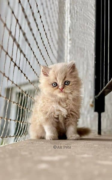 Persian kittens and cats available Whatsapp Number 03257190302 0