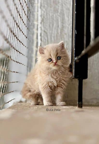 Persian kittens and cats available Whatsapp Number 03257190302 2