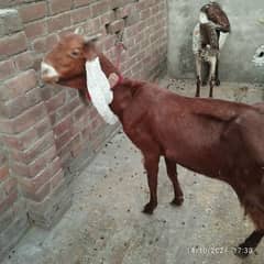 Daisi bakri 2 months pregnant  for sale 03084493683