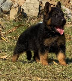 German shepherd long Cote show quality havey bone female  for sale