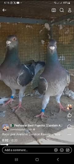 breeder pair pigeon Available pathy b 0 kali Available