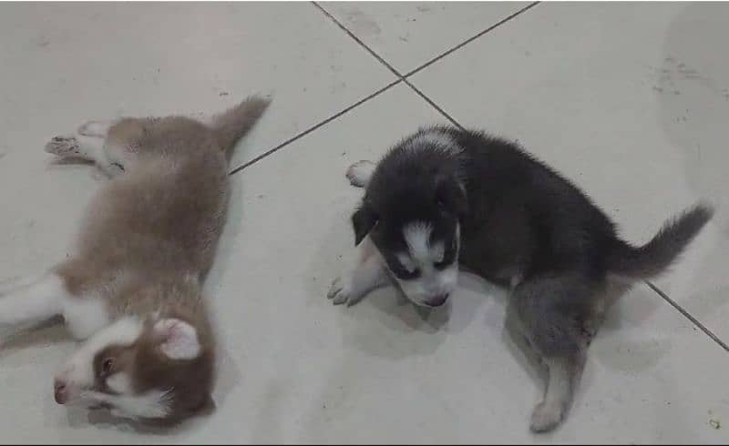 siberian husky puppies |pedigree Puppy | Dog | Wolly coat Puppy 3