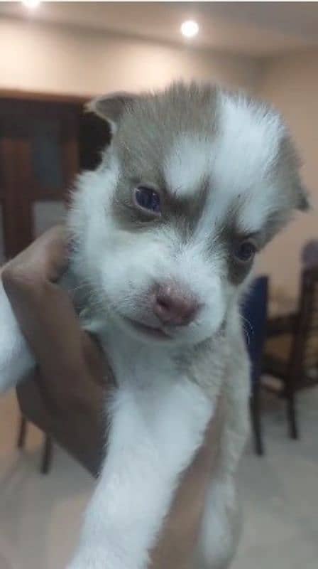 siberian husky puppies |pedigree Puppy | Dog | Wolly coat Puppy 4