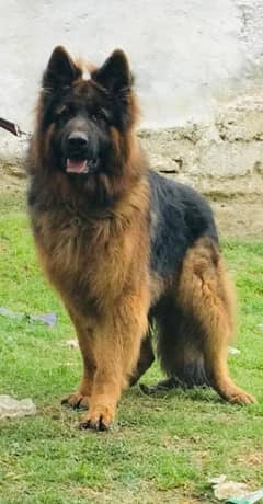 German shepherd long Cote show quality havey bone structure for sale