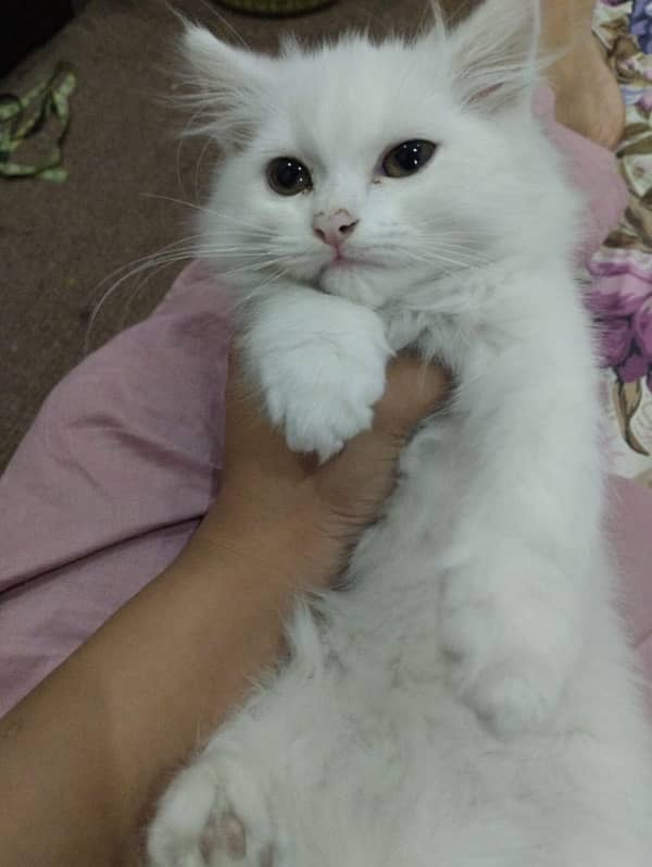 Persian kitten for sale triple coated semi punch white female 1