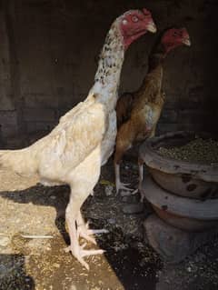 aseel shamo healthy breed