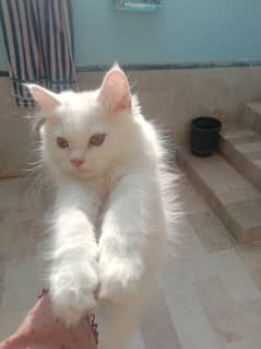 white male persian