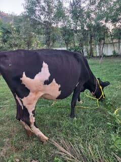 cow for argently sale