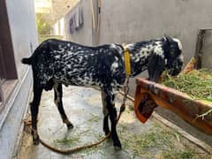 Bakra and bakri with two male bacha        bachon wli bakri sath bakra