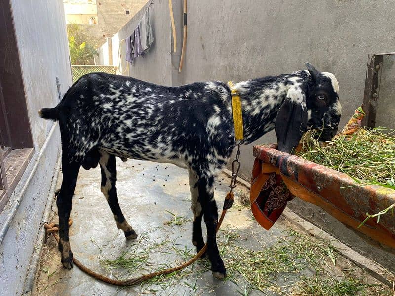 Bakra and bakri with two male bacha        bachon wli bakri sath bakra 0