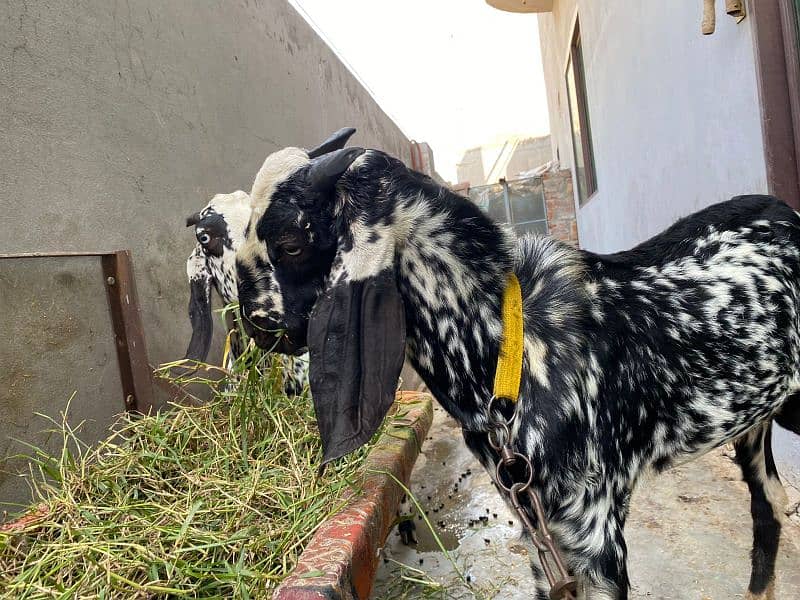 Bakra and bakri with two male bacha        bachon wli bakri sath bakra 1