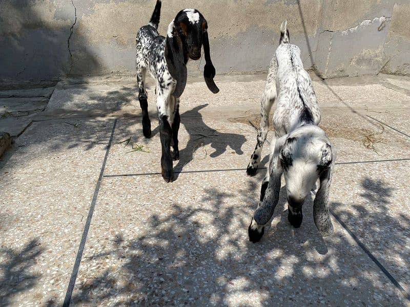 Bakra and bakri with two male bacha        bachon wli bakri sath bakra 2