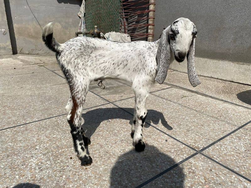 Bakra and bakri with two male bacha        bachon wli bakri sath bakra 3