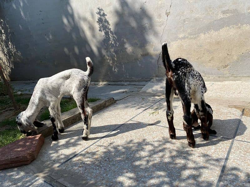 Bakra and bakri with two male bacha        bachon wli bakri sath bakra 4