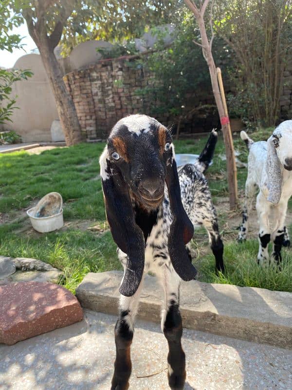 Bakra and bakri with two male bacha        bachon wli bakri sath bakra 5