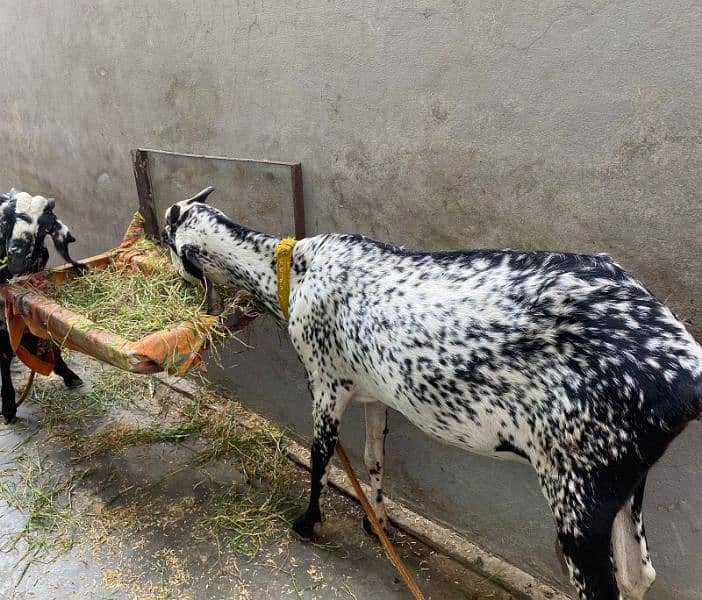 Bakra and bakri with two male bacha        bachon wli bakri sath bakra 6