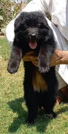 black German shepherd long coat