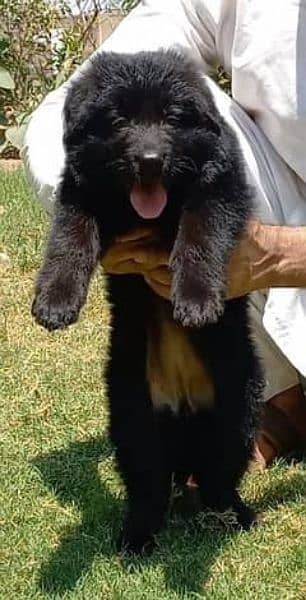 black German shepherd long coat 0