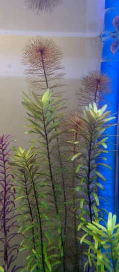 Rotala Rotundifolia Aquarium live plants, aqua plants