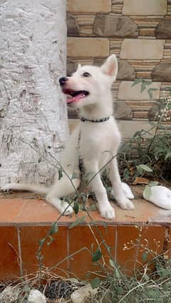 husky puppy